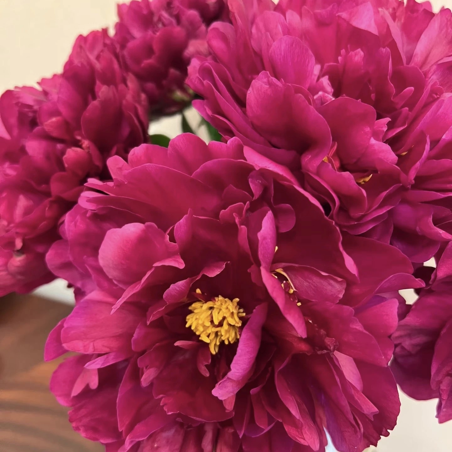 紫檀生烟芍药黑紫色系浓香大花重瓣观赏芍药种球包真对版裸根发货