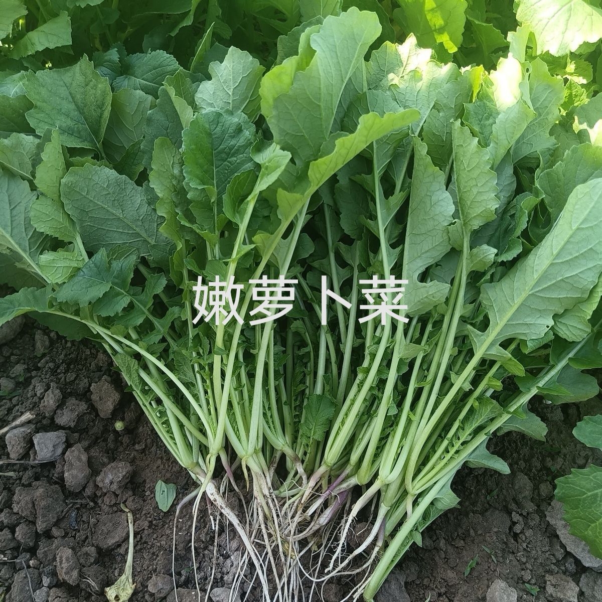 农家露天自种新鲜萝卜菜大小萝卜缨子五行汤原料萝卜