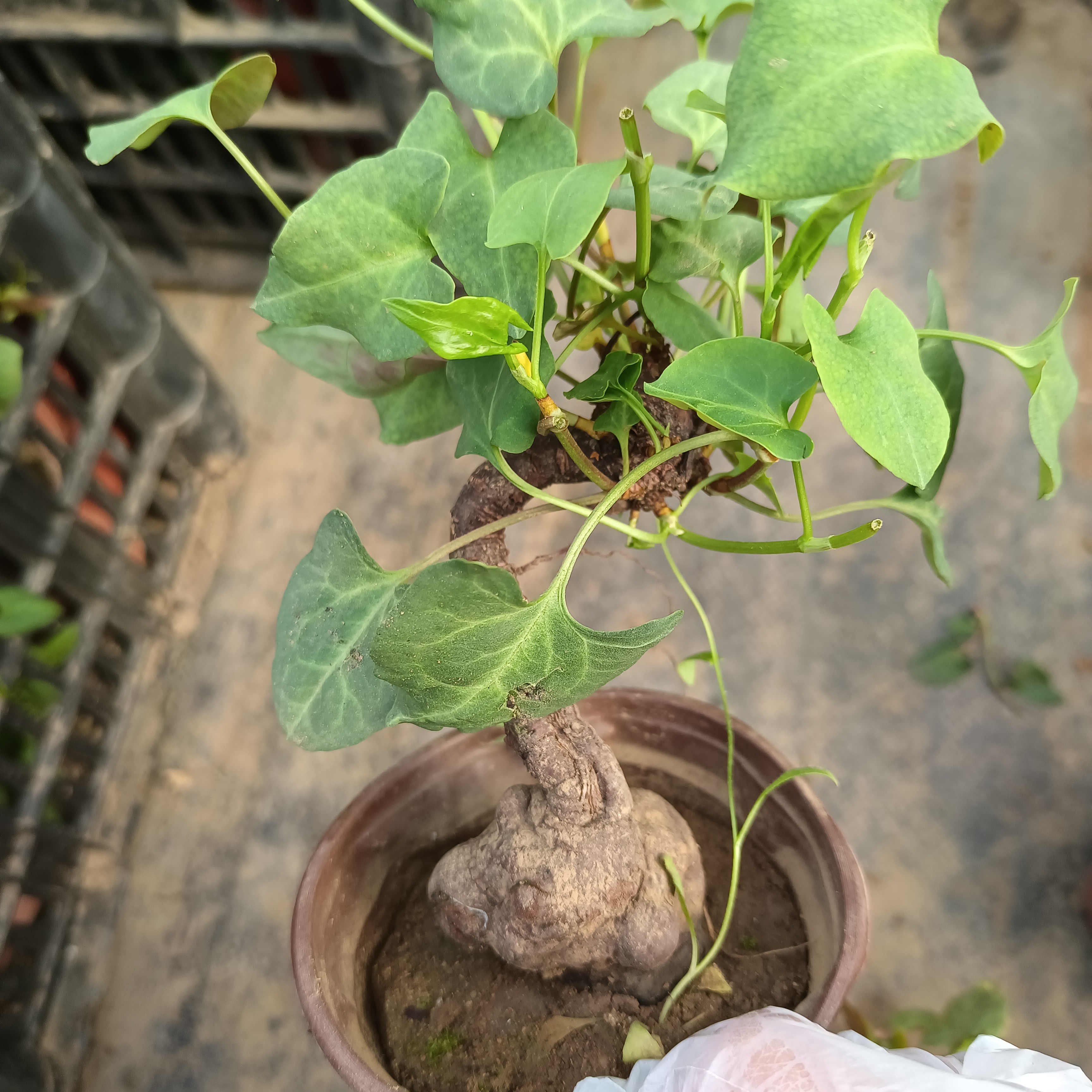 何首乌别名多花蓼 紫乌藤 九真藤 新鲜夜交藤带原土种苗