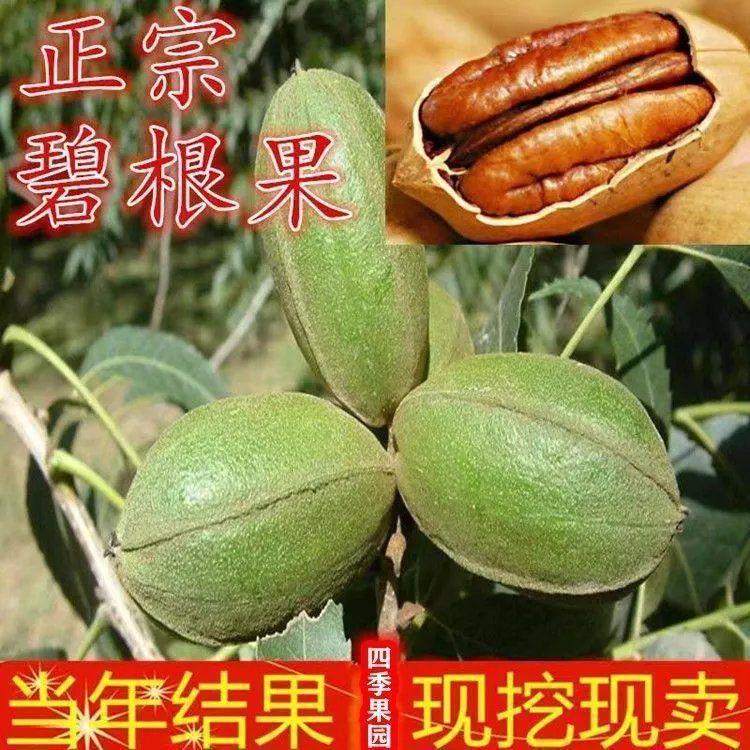 碧根果树苗核桃树苗美国薄皮山核桃树苗南北方种植盆栽地栽果树苗