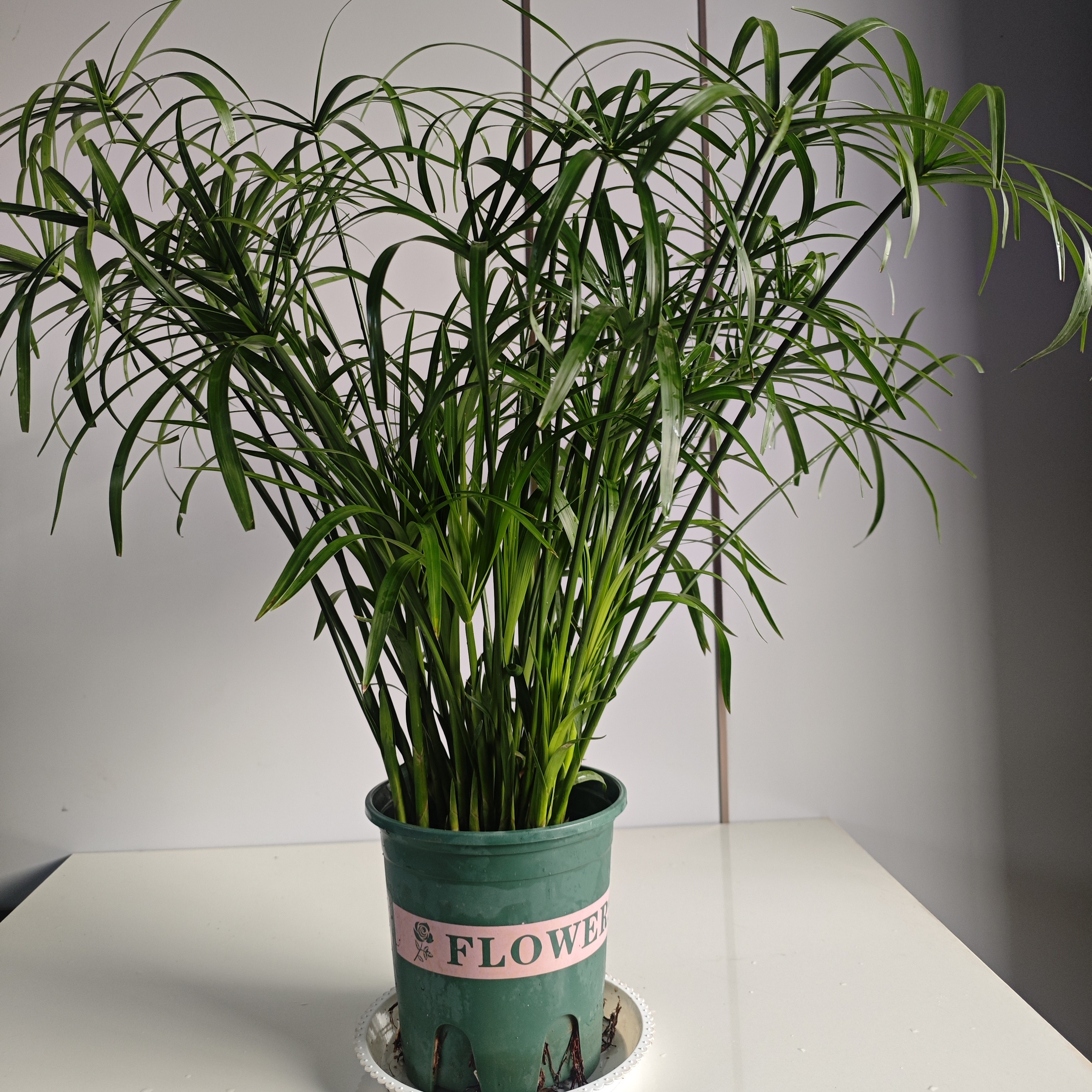 水竹盆栽可土培水培用于室内鱼池庭院造景四季常青客厅水培鱼缸