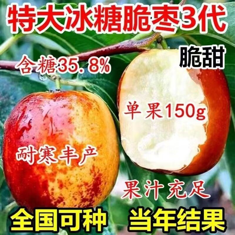 三代特大冰糖脆枣树苗新品种冬枣大果苗无核早熟盆栽地栽当年结果