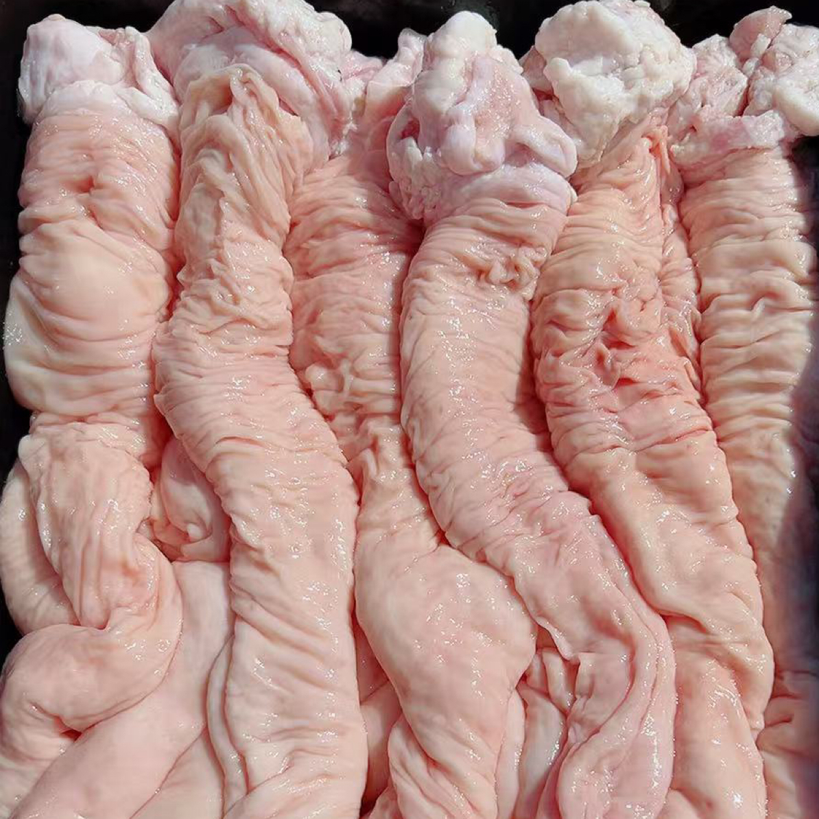 东北本地笨猪大肠头带钢圈带油带明肠整根发货5斤一单顺丰包邮