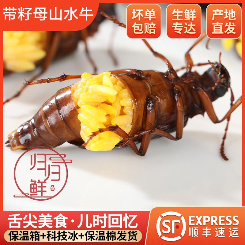 2025年头茬鲜活速冻全母 大个山水牛 个个满籽带黄母水牛产地直发