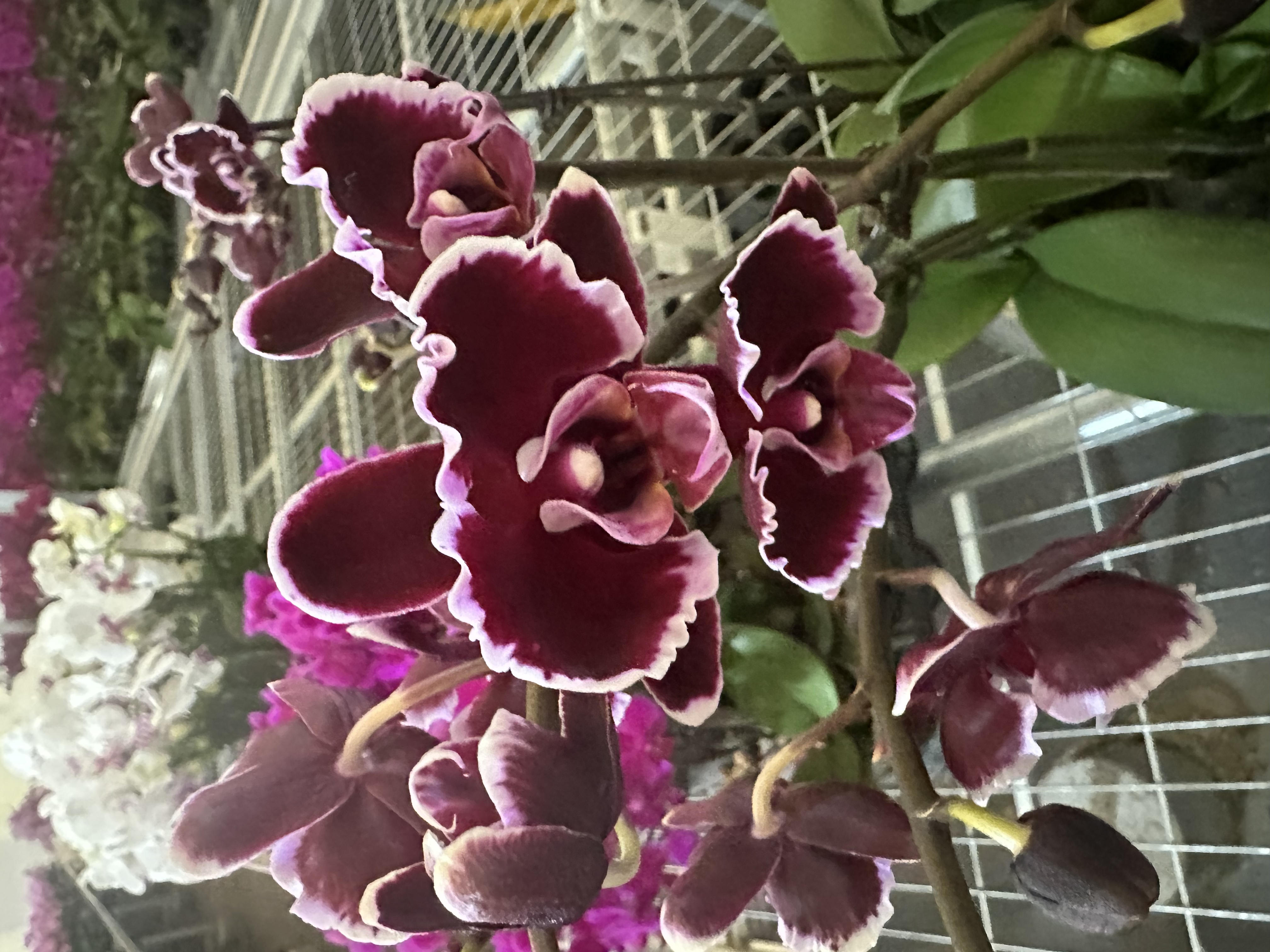 兰屿 LYSLAND【拉丁舞 3.0寸】蝴蝶兰鲜花盆栽