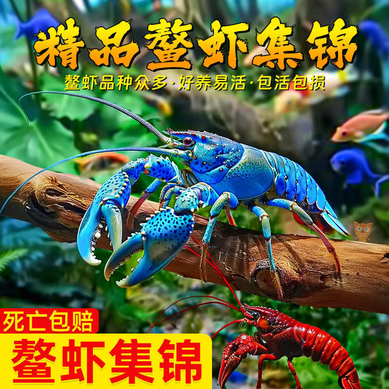 观赏虾鳌虾观赏虾橘熬虾桔色鳌虾淡水虾活体虾水族鱼缸宠物龙虾