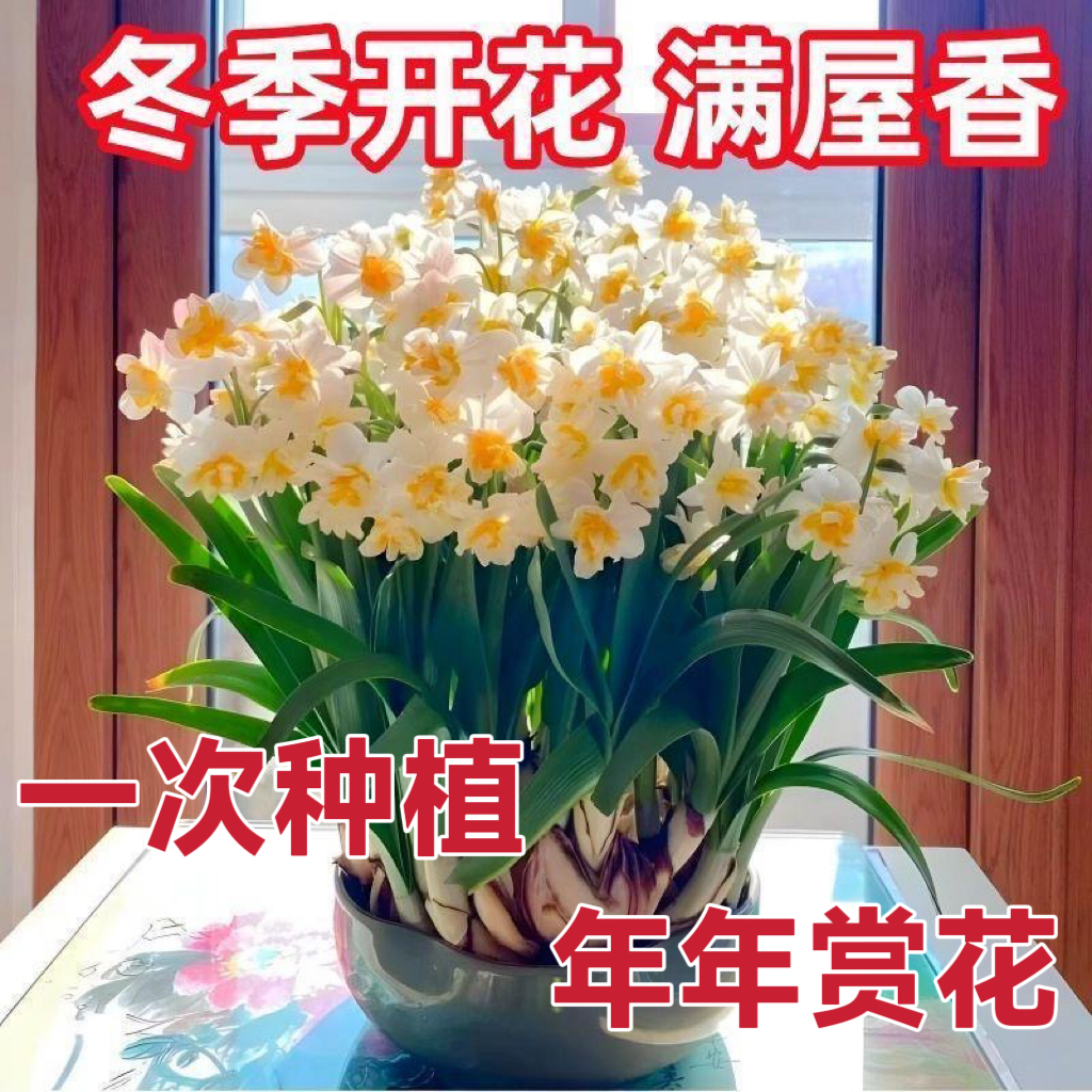 水仙花种球水培室内花卉冬季耐寒好养四季可种