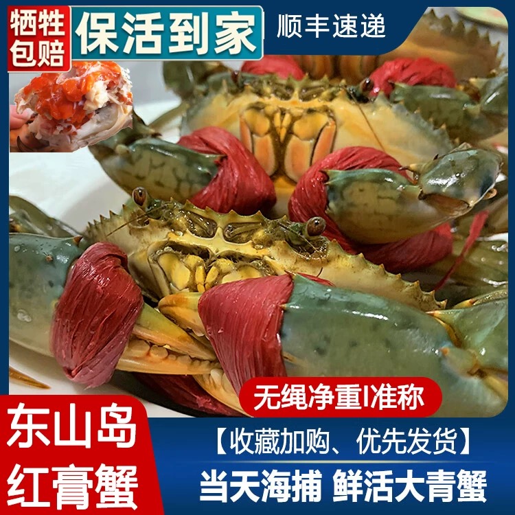 【包活】超大膏蟹8两到一斤特大红鲟青蟹红膏母蟹红膏蟹鲜活野螃蟹