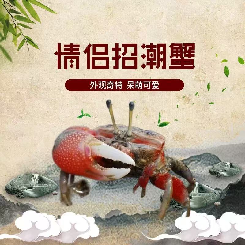 批发招潮蟹西瓜蟹情侣海水小螃蟹桌面活体爬宠水陆雨林观赏宠物蟹