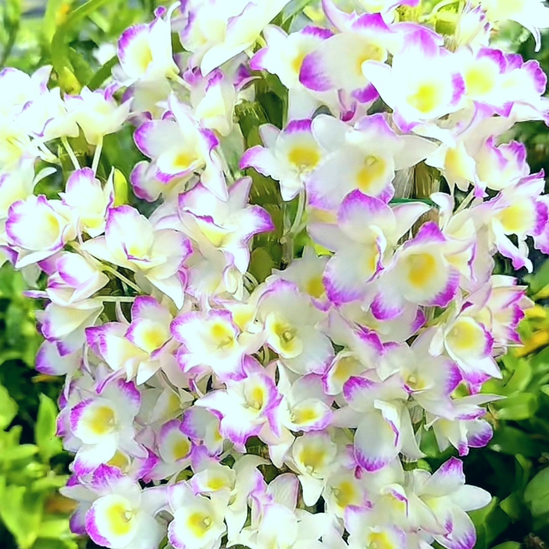 甜心｜春石斛（6支花剑） 颜色渐变有香味花卉绿植石斛盆栽
