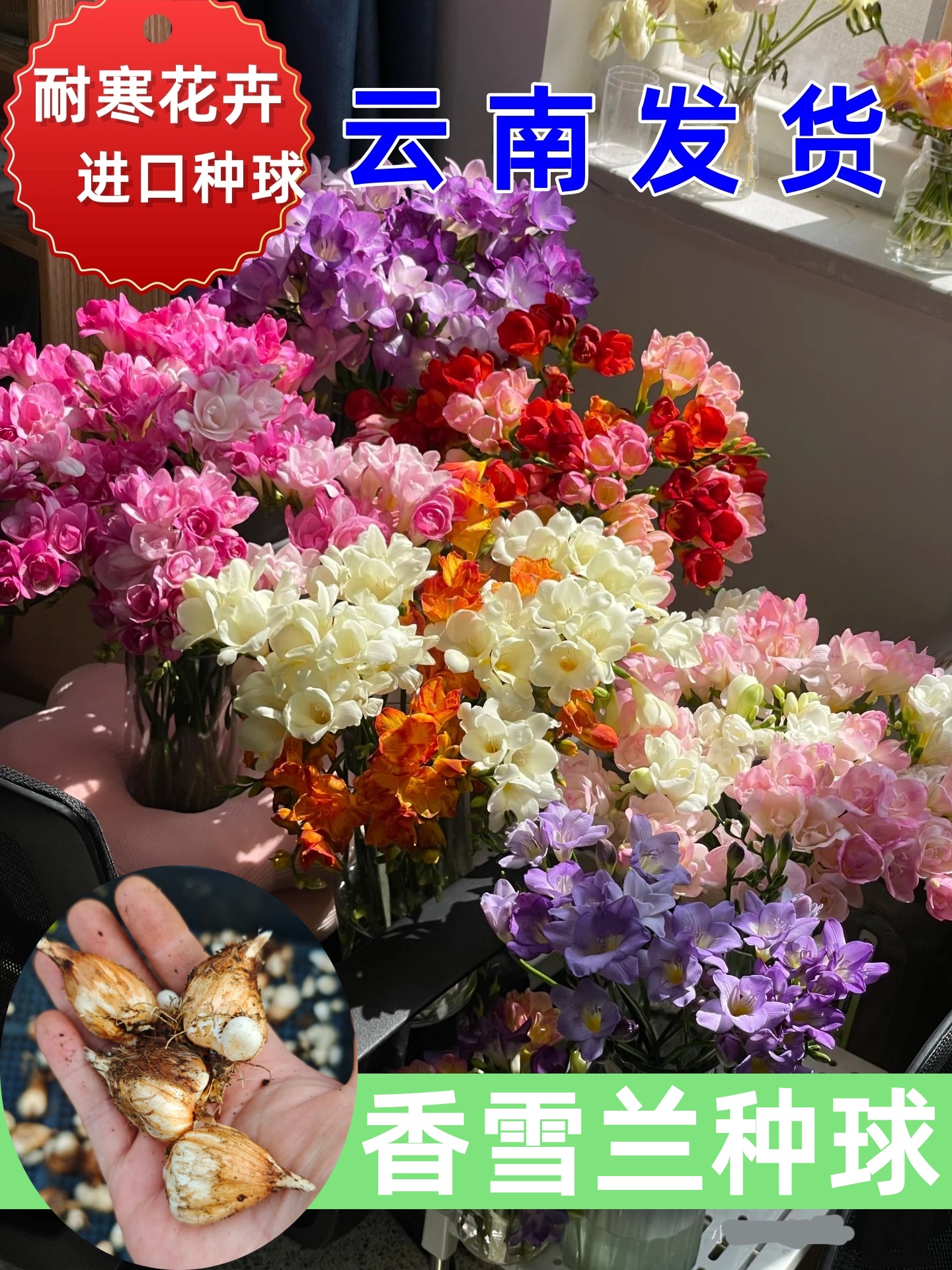 重瓣香雪兰【大花浓香】香雪兰种球盆栽地栽室内外庭院植物花多年生