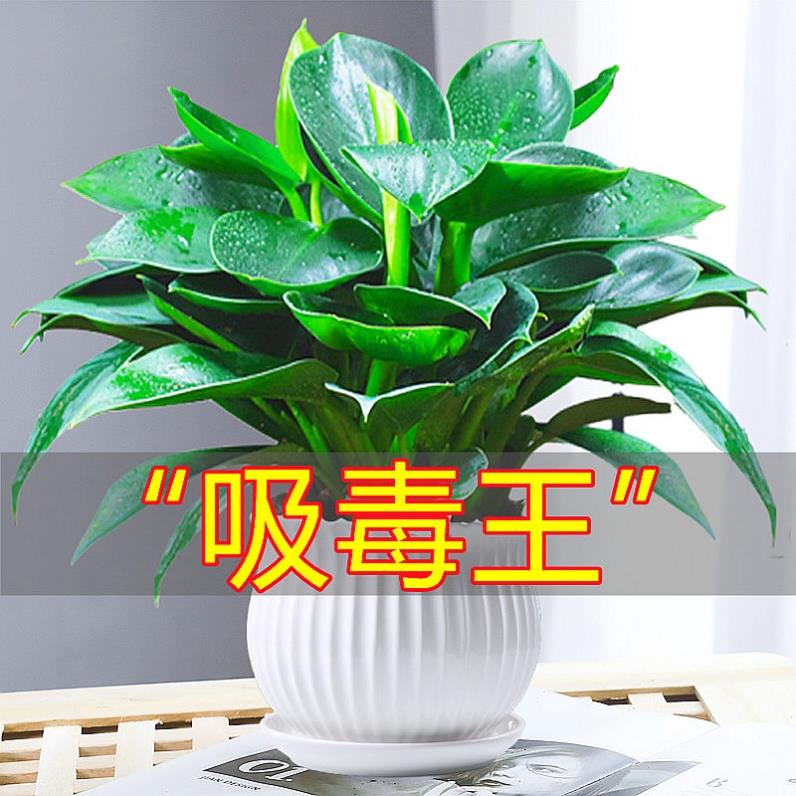 【吸甲醛植物】大叶金钻盆栽室内绿植办公室客厅四季常青水培土培