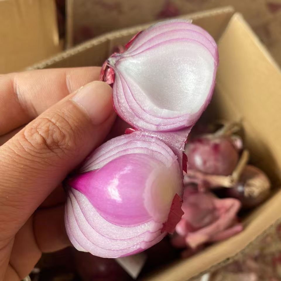 【珍珠小洋葱】紫红皮小洋葱香葱生吃微辣微甜可以炒菜蔬菜3/5斤装
