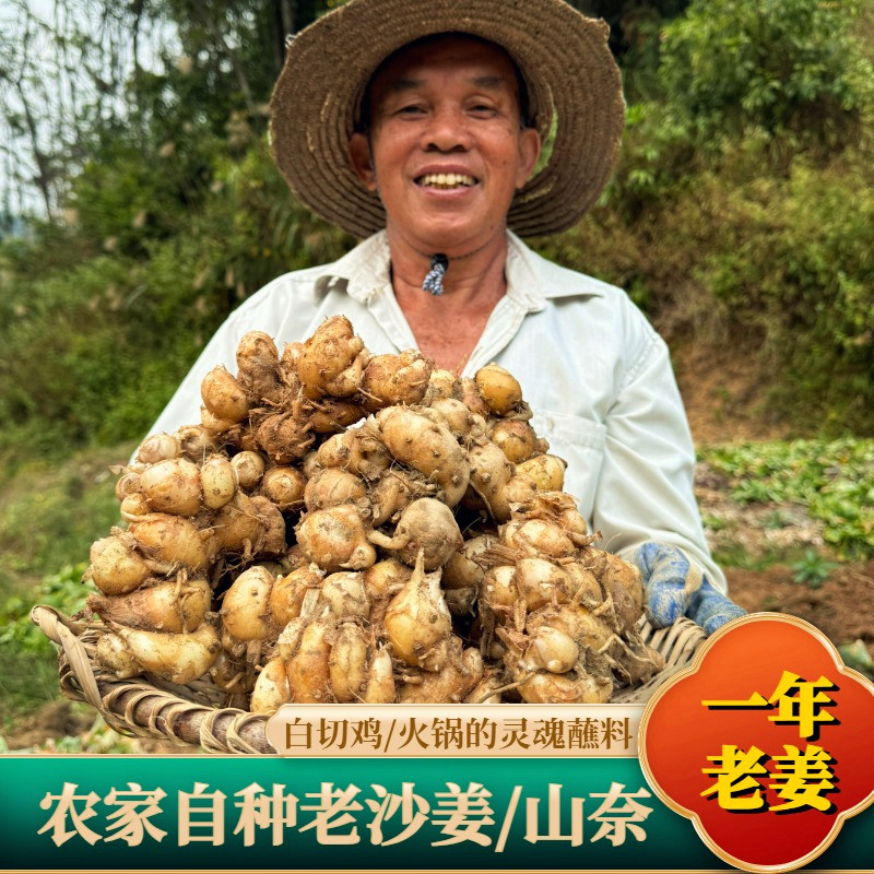 鲜沙姜正宗广东沙姜新鲜山奈湛江沙姜种子沙姜新鲜包邮产地直销
