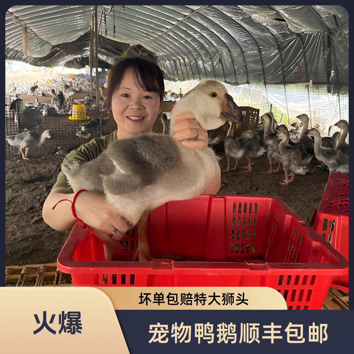 宠物特大青年（狮头）鸭鹅顺丰包邮7斤