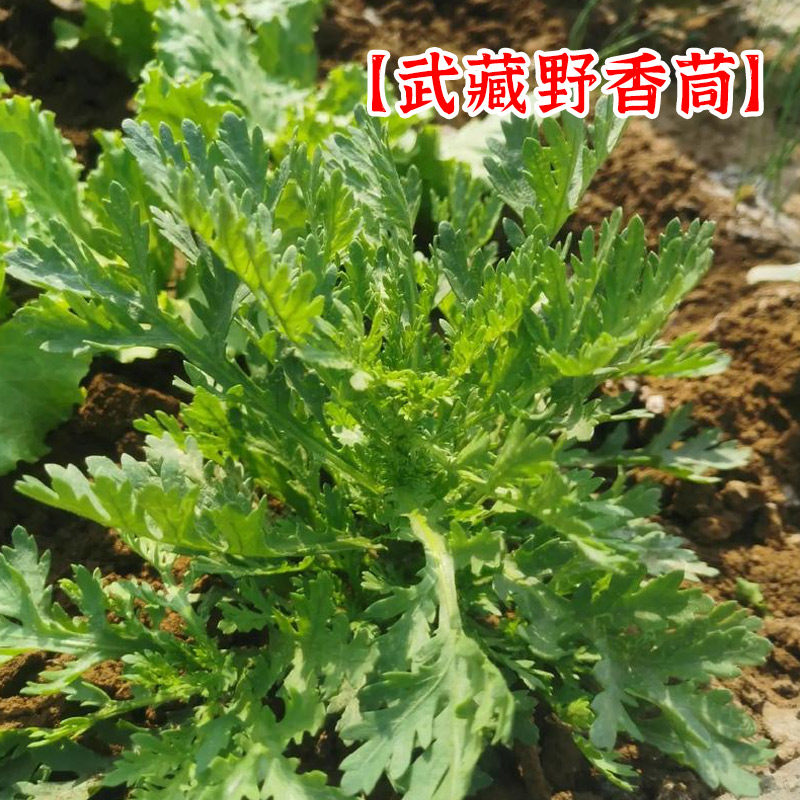 武藏香茼种子大全农家茼蒿种籽菜籽四季皇帝菜种苗青菜蔬菜种孑
