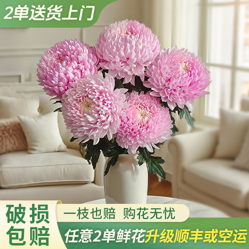 【源头优选】牡丹菊浅粉云南直发鲜花家居插花水养鲜花直播卖花