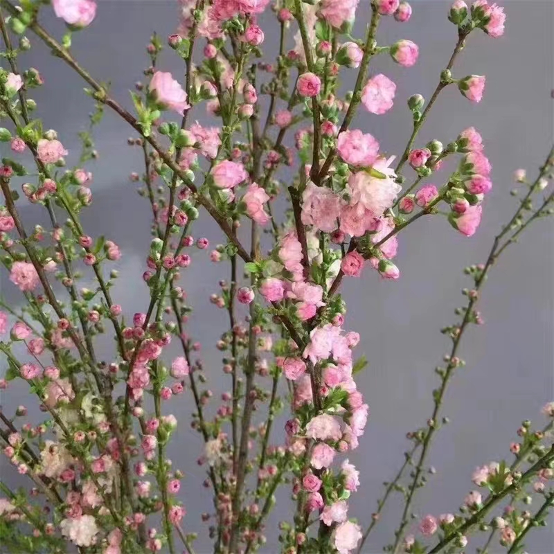 重瓣珍珠李年宵花带花苞水培开花客厅室内家居水养插花云南直发