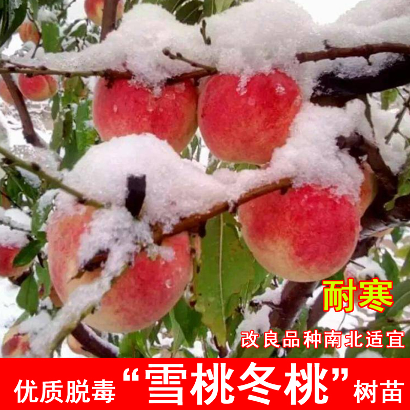 嫁接雪桃树苗超甜仙桃中华冬桃11月成熟晚熟北南方当年结果果树苗