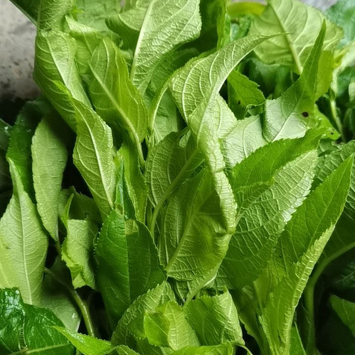 嫩杜仲叶新鲜现摘现发泡茶