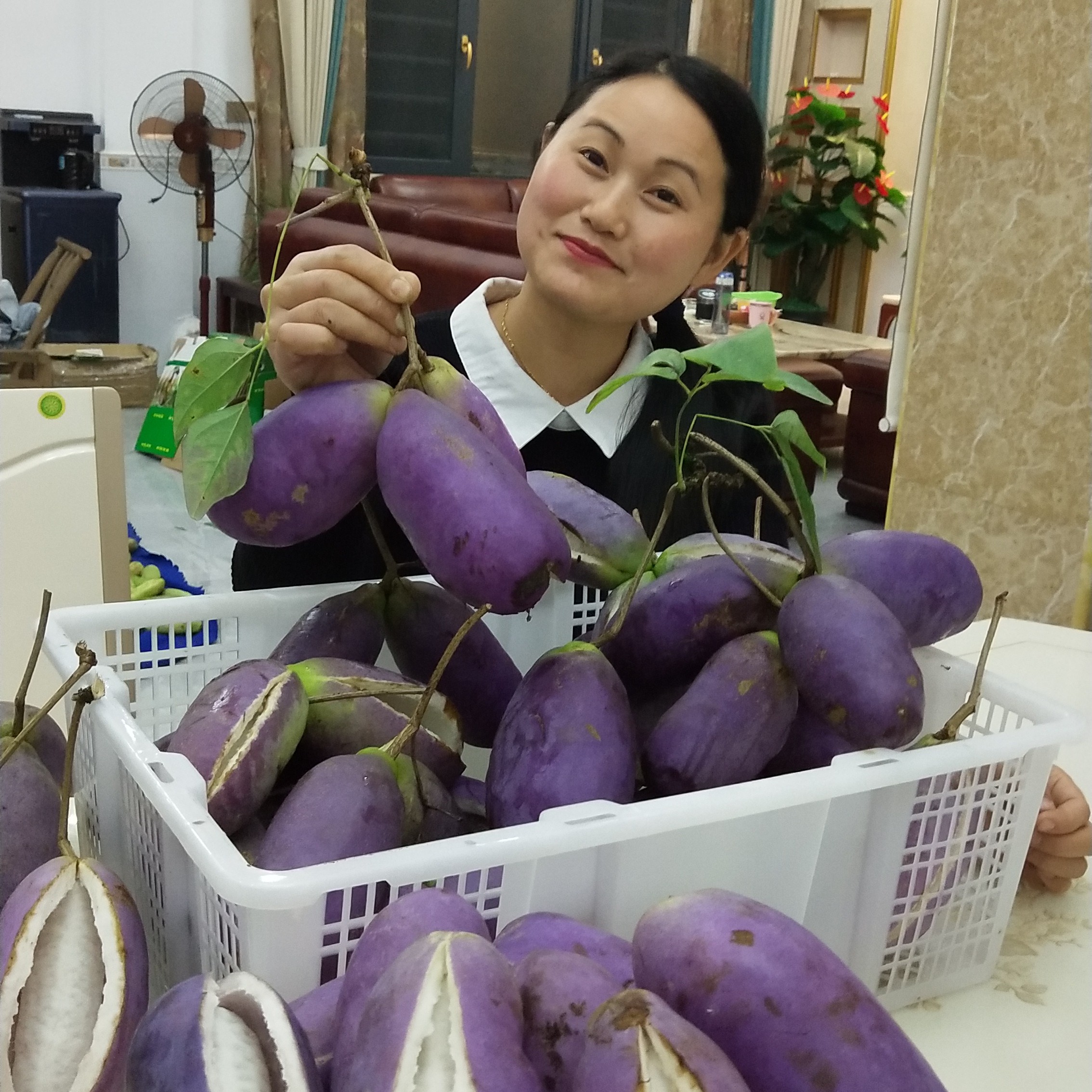 少籽紫果八月瓜苗种植一年第二年挂果