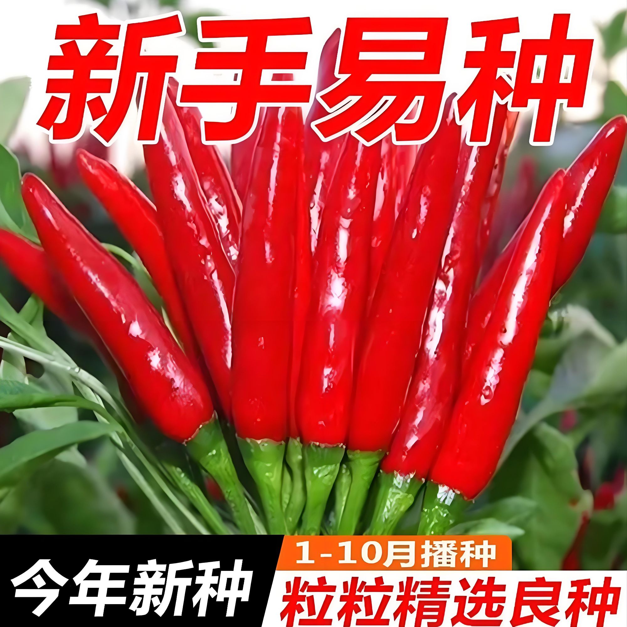 【朝天椒种子】家庭阳台小院四季种植盆栽地栽易种易活