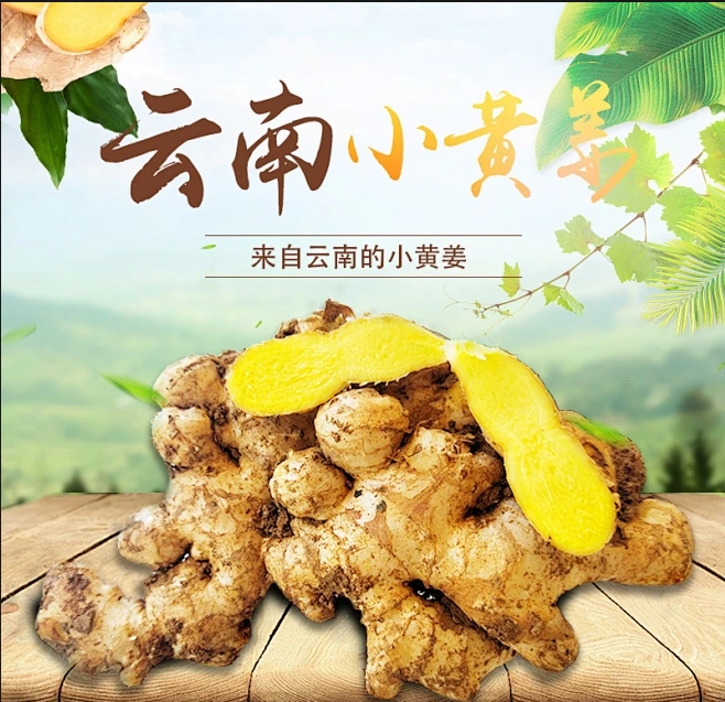 【商超品质精选】云南小黄姜自家露天种植新鲜现挖生姜包邮直发香辣