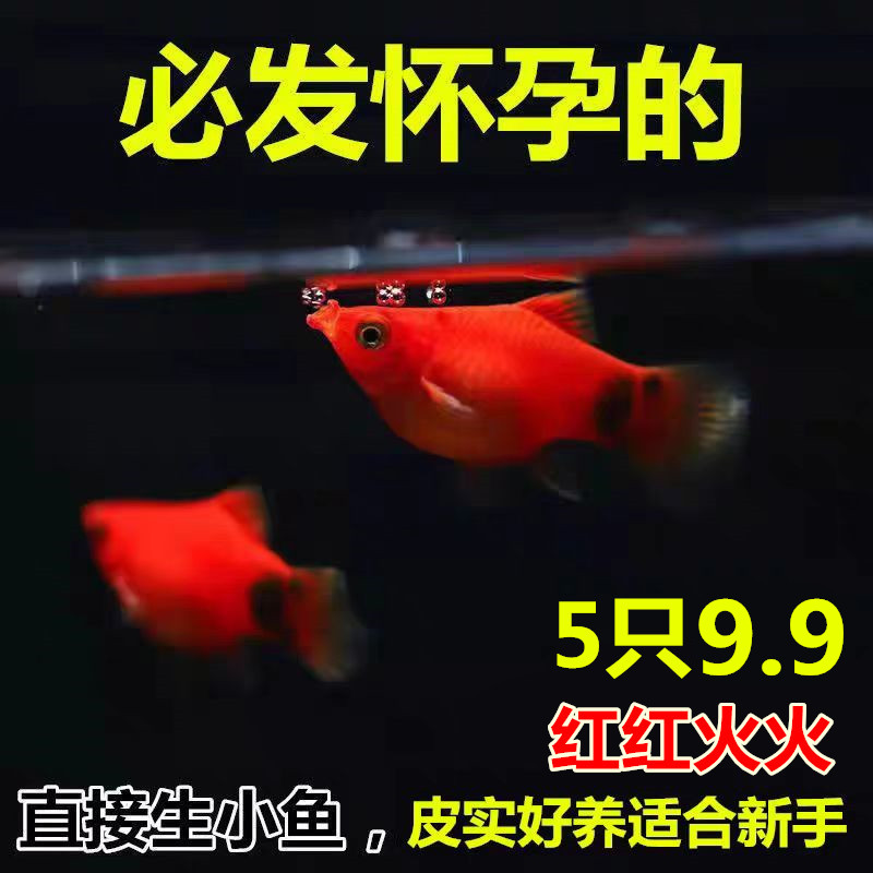 红米奇鱼胎生鱼小型鱼活体热带观赏鱼玛丽鱼孔雀鱼耐养红箭月光鱼