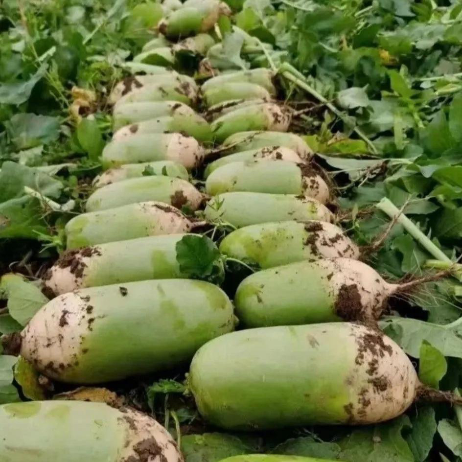 新鲜现挖小青萝卜沙地种植老品种可生吃炒菜腌制清脆爽口正宗萝卜