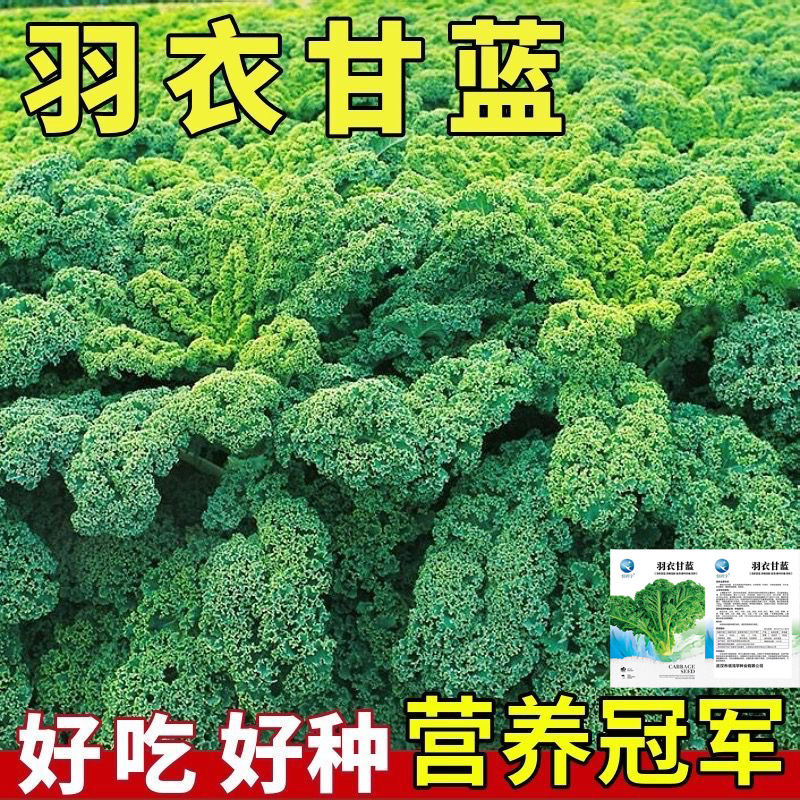 食用羽衣甘蓝种子四季耐寒食用橄榄菜阳台大田盆栽冬天蔬菜种子