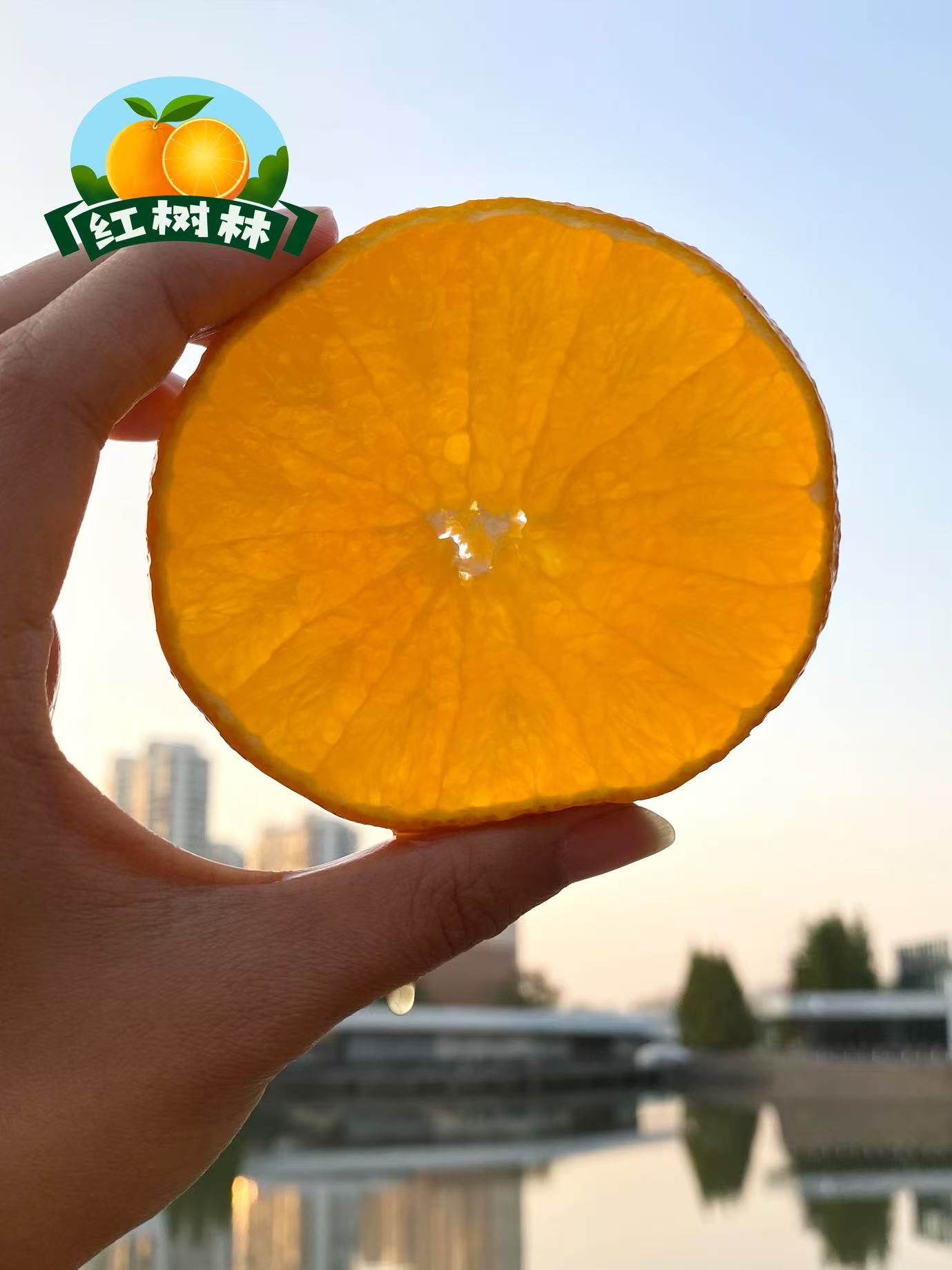 【产地直发】象山红美人现摘象山直发5斤包邮鲜甜多汁纯正