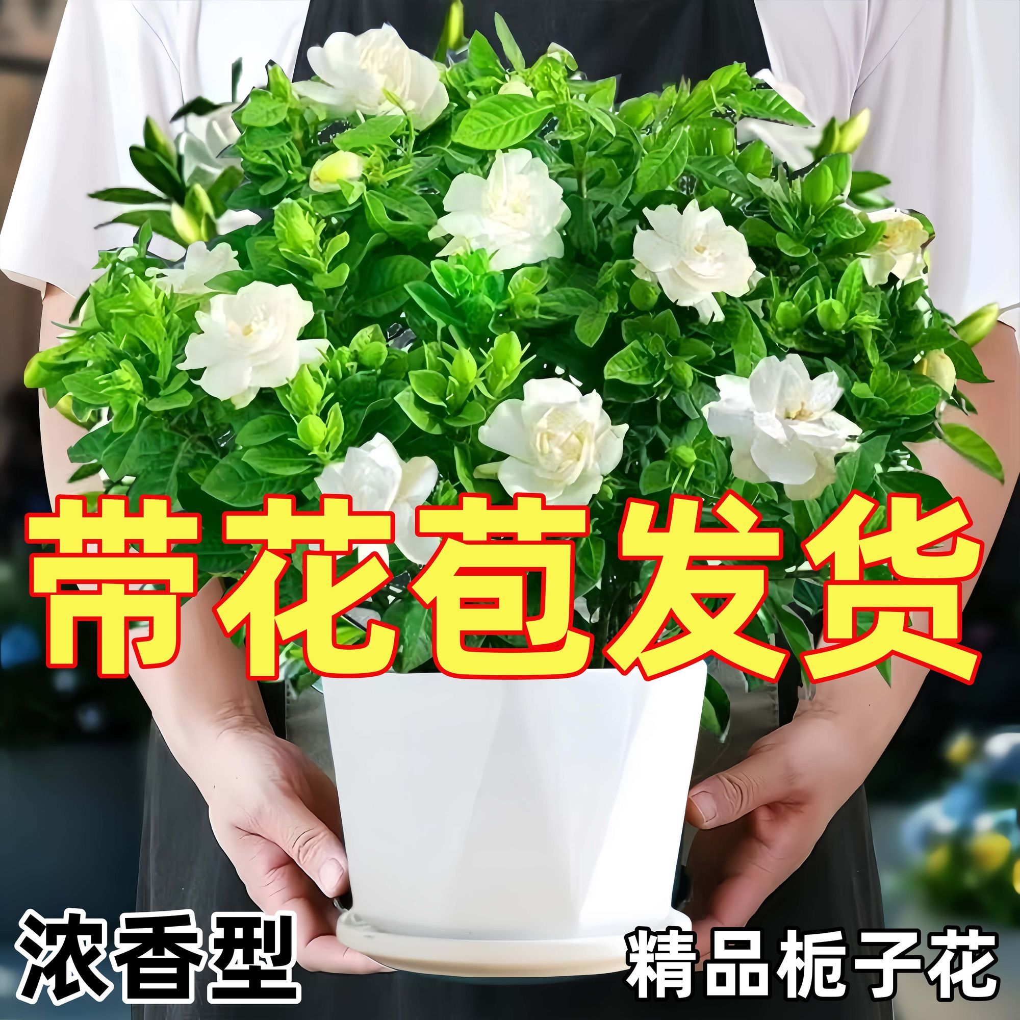 浓香型花苞栀子花四季花卉植物绿植室内桌面盆栽净化空气开花好养