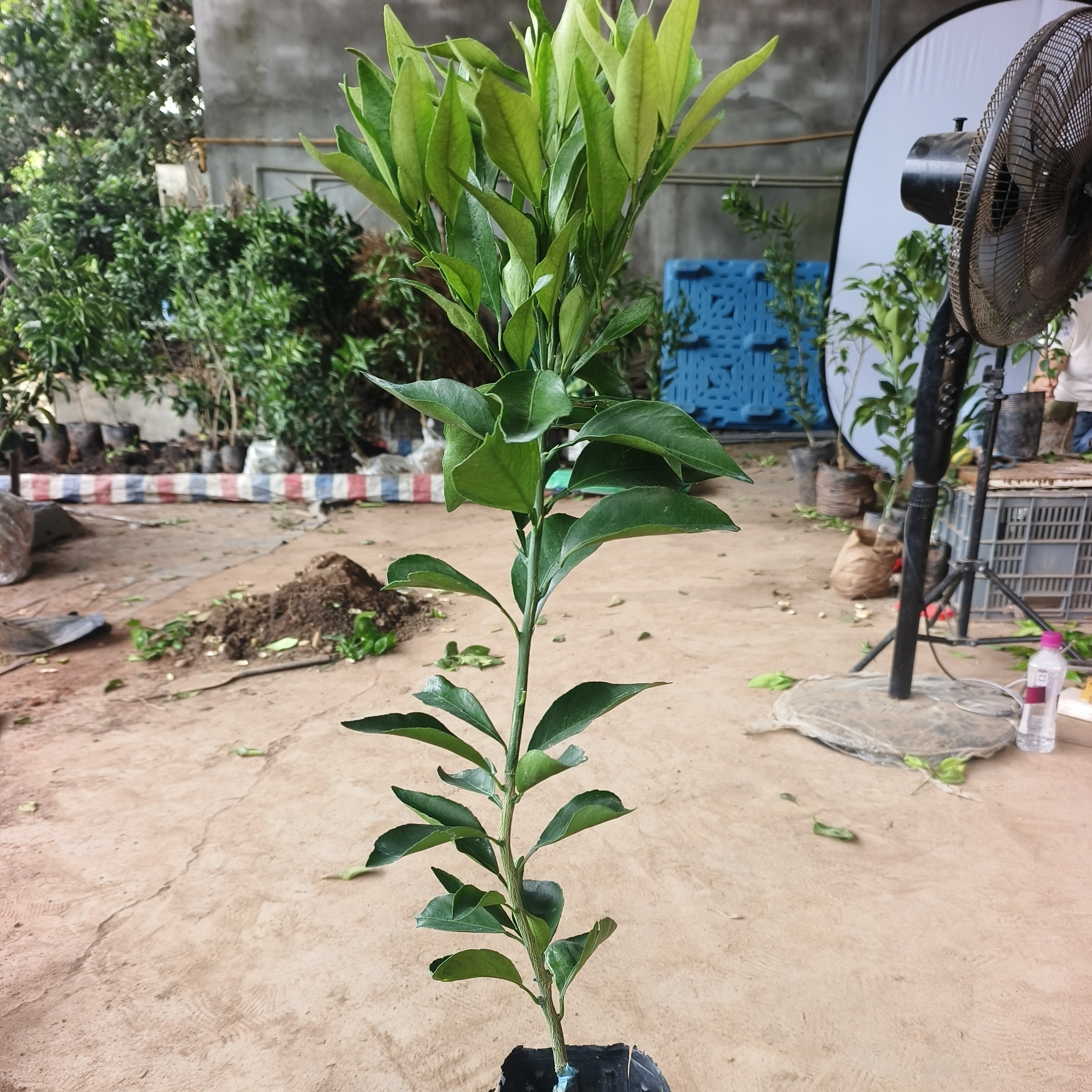 早甜甜早熟红美人啊密达爱媛46号