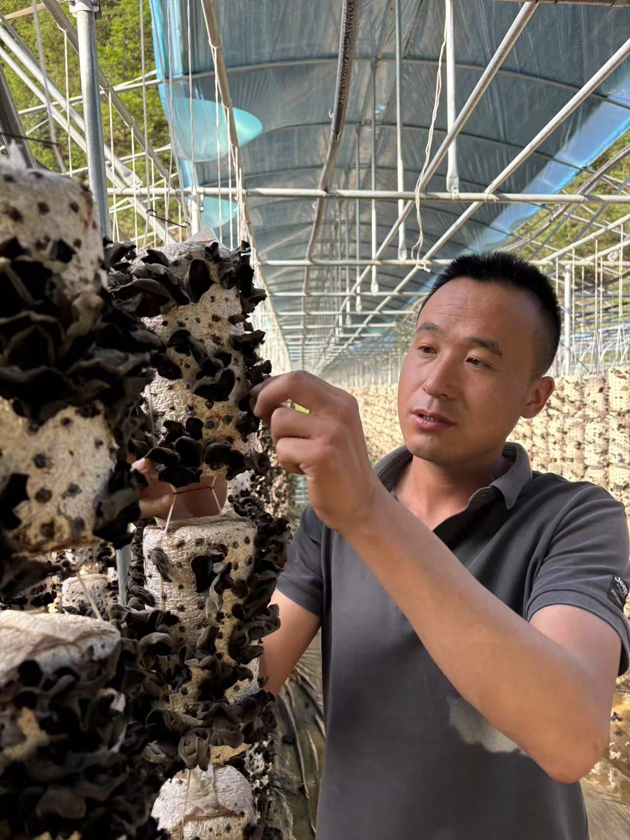 二蛋推荐藏区木耳自家种植干货250克