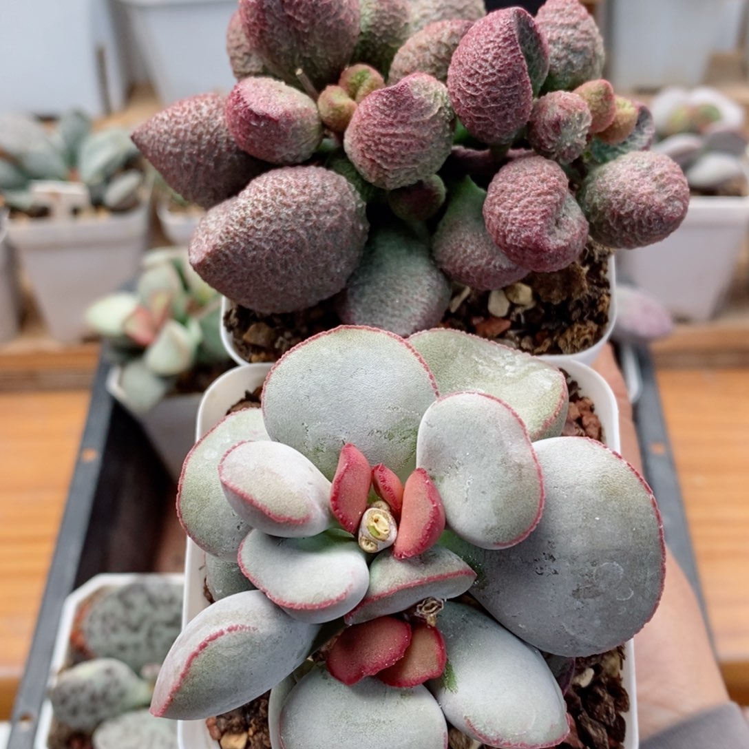 虎***姐水蜜桃➕白肌红蛋水泡多肉植物