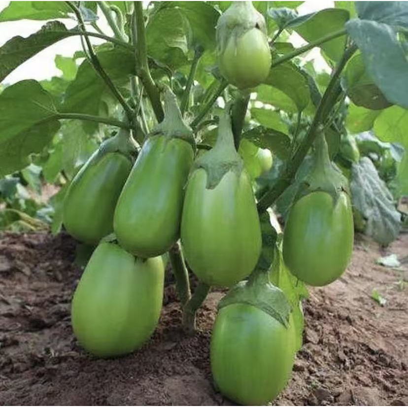 【绿罐茄子种子】耐低温春夏秋均可栽培越冬越寒