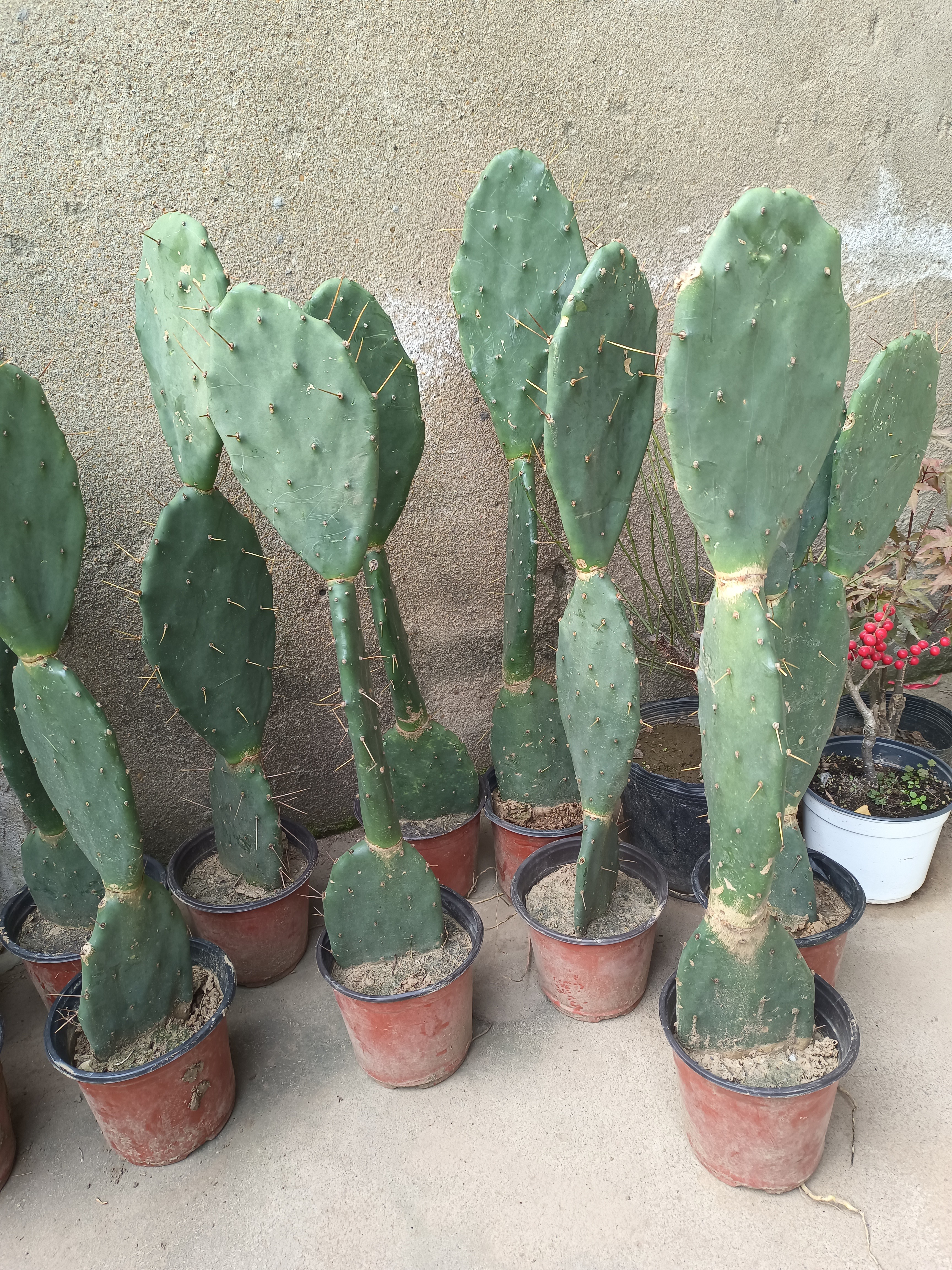 仙人掌盆栽嫁接蟹爪兰令箭荷花美容外敷灌肤室内绿植