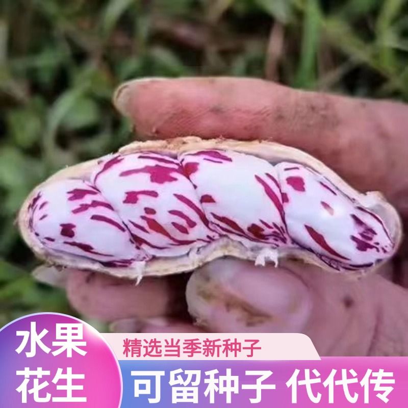 正宗七彩花生种子精选新鲜五彩花生牛奶花生种子纯水果花生种子