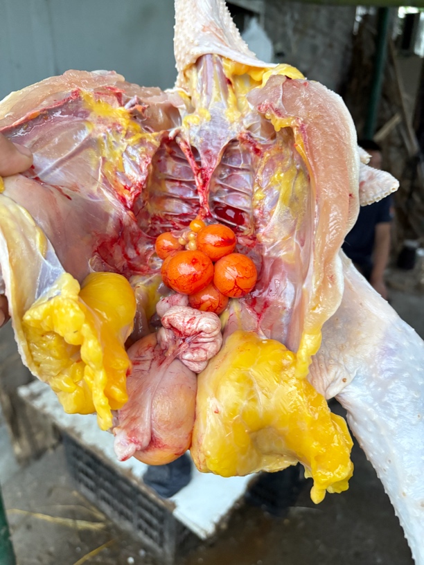 农村散养田园鸡吃玉米稻谷青草虫【宰了不退） 包冰率10%-15%