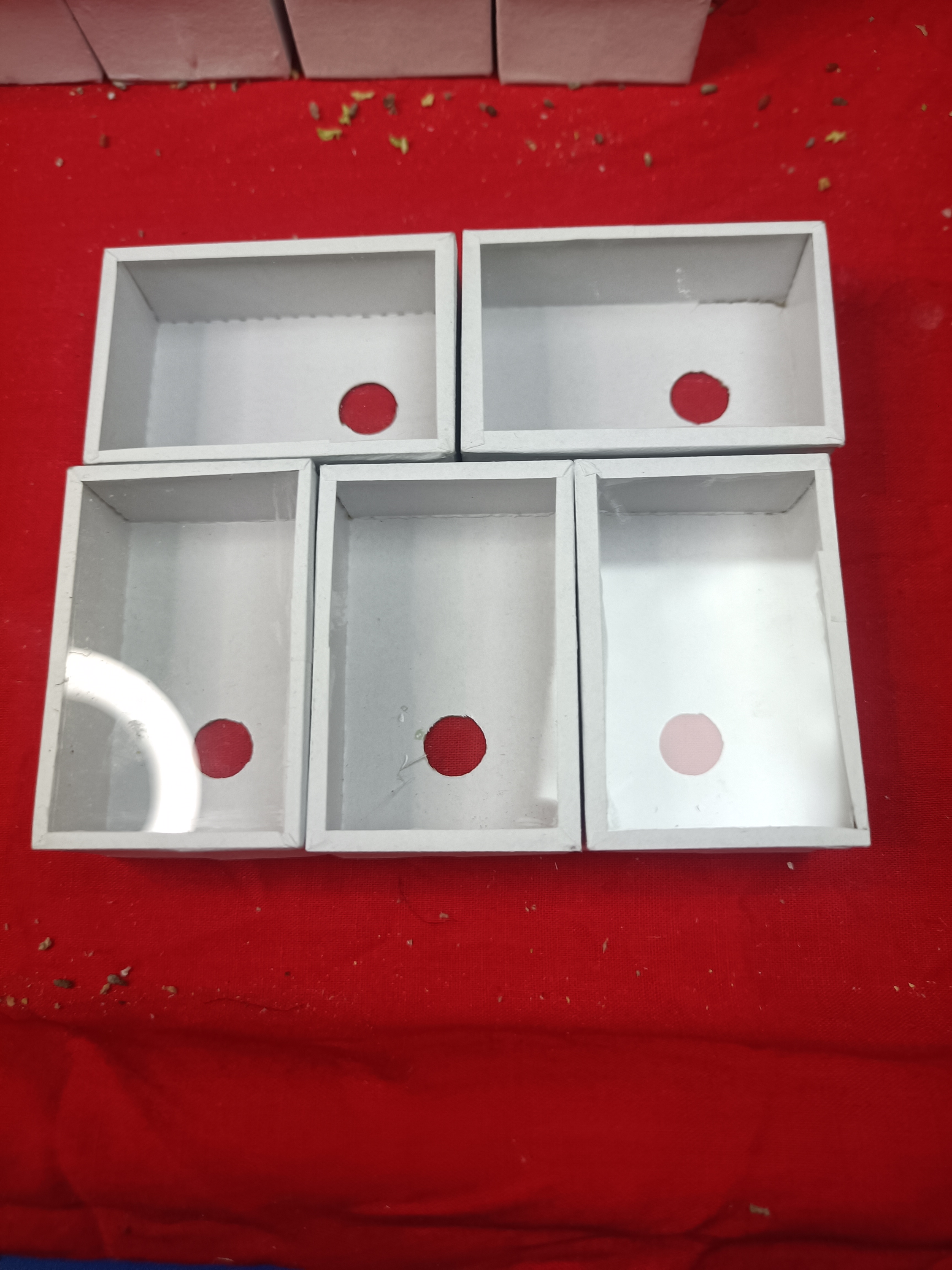 天津段青油葫芦，黑虫5只装