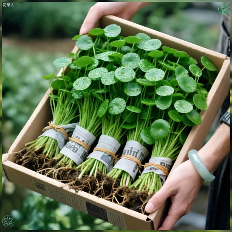 铜钱草水培土培盆栽室内花金钱草绿植花草好养易活特价包邮