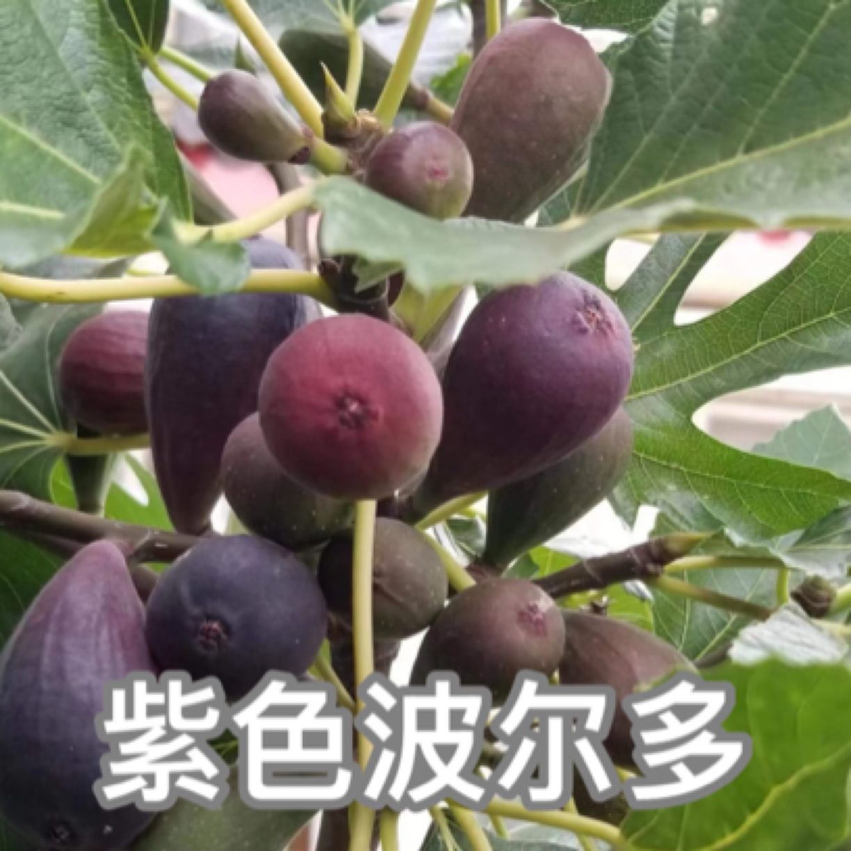 紫色波尔多无花果精品树苗【原盆原土发货包验货】南北方种地栽盆栽