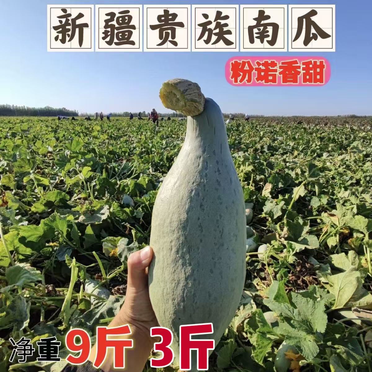 【新疆贵族南瓜】9斤实惠装，爆粉板栗味新疆塔城发货120天成熟老瓜