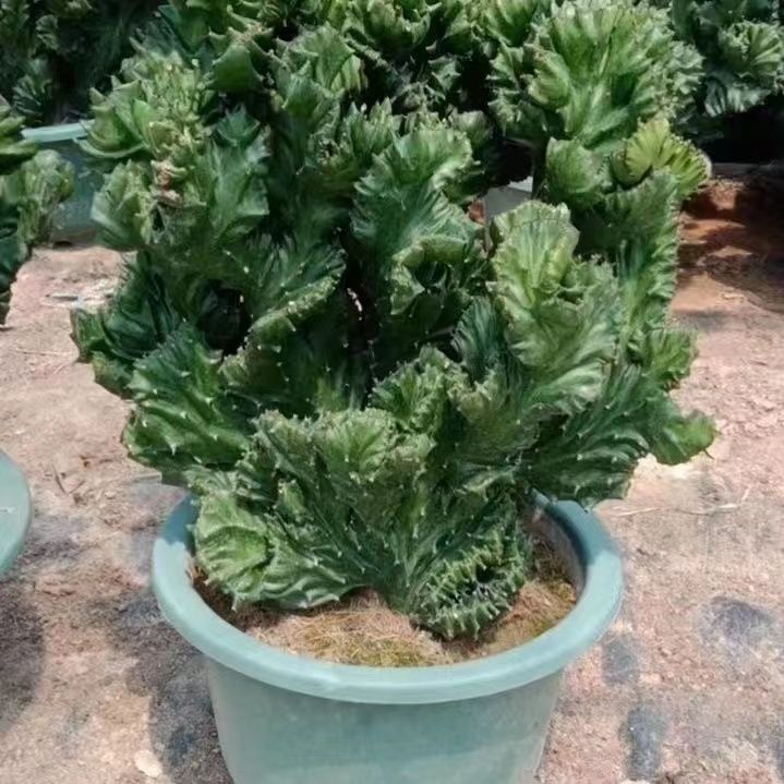 超大玉麒麟多肉麒麟盆栽花卉防辐射吸甲醛美观创意老桩秋冬季耐寒