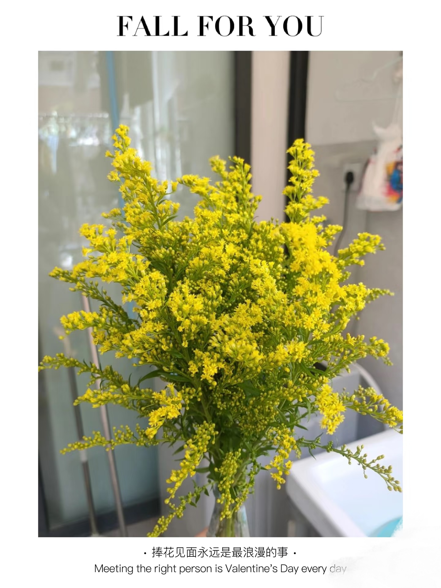 大花黄莺草：1单普通快递包邮，同一地址2单及以上冷链送配草。