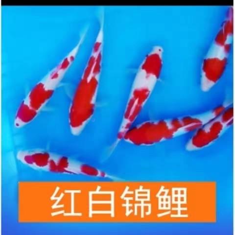 红白锦鲤大正三色观赏鱼活冷水淡水好养耐活无需加温包邮包活到家
