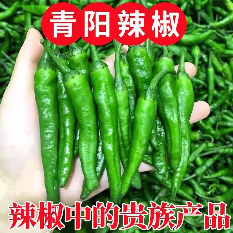 5斤】青阳辣椒杭椒软薄皮香酥农家自种特辣香脆嫩长虎皮椒青辣椒