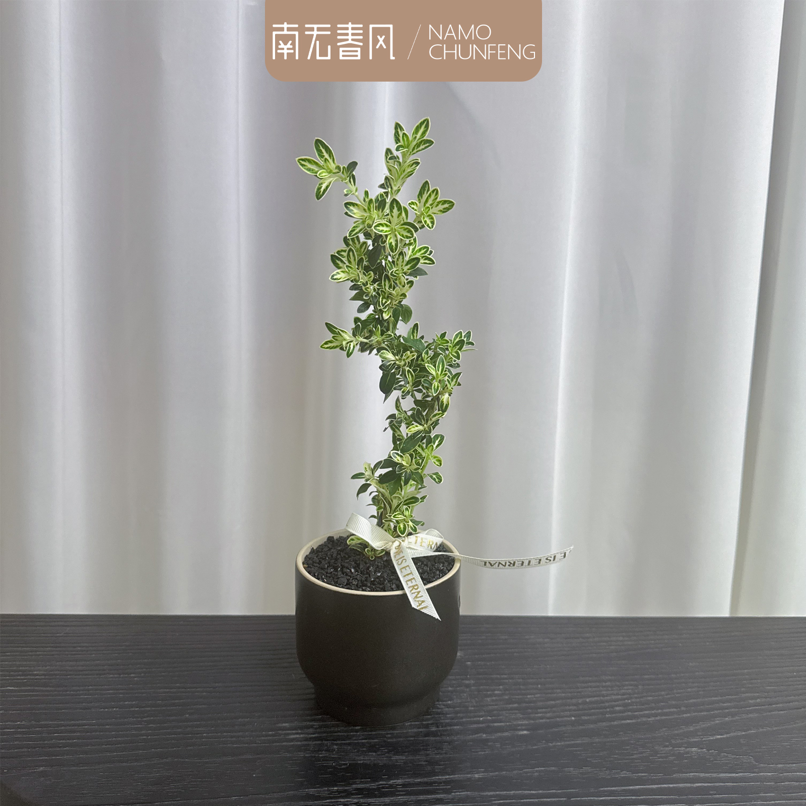 【美人六月雪】小盆栽老桩四季开花茶几摆件绿植花卉客厅办公室内