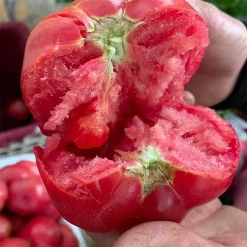【老品种】云南高山沙瓤西红柿番茄新鲜采摘应季水果酸甜饱汁水多