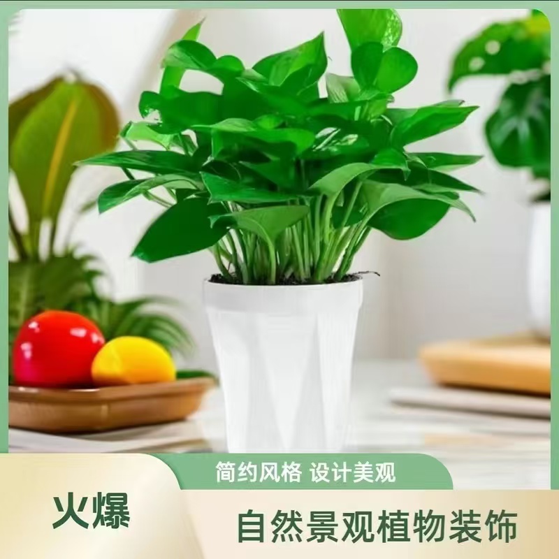 绿萝盆栽室内花卉植物吸除甲醛绿植水培好养长藤垂吊大叶绿萝批发